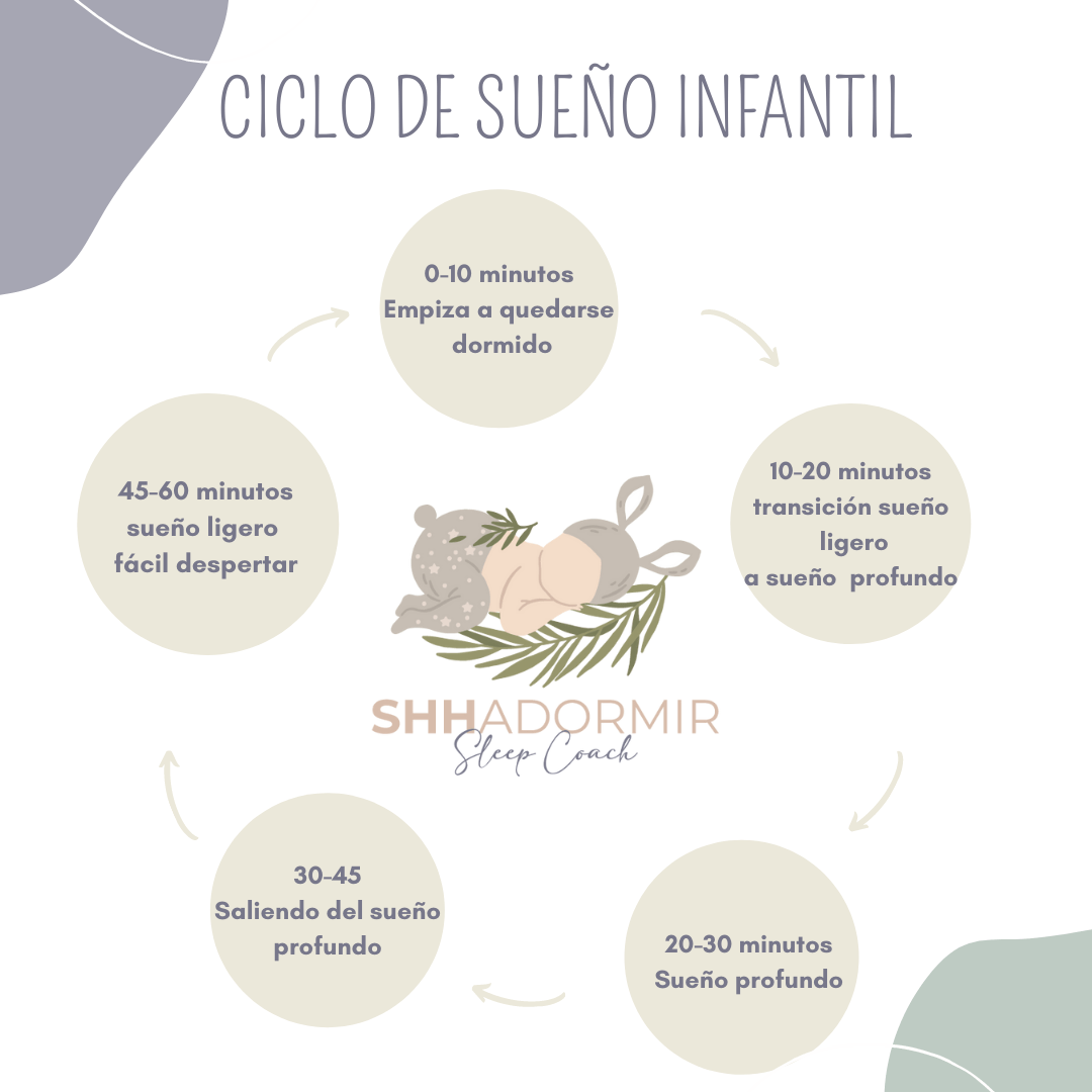 ¿Cómo funcionan las etapas del sueño